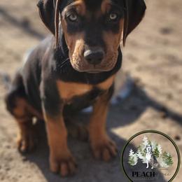 Catahoula Leopard Dog Puppies from Peach Tree Catahoulas