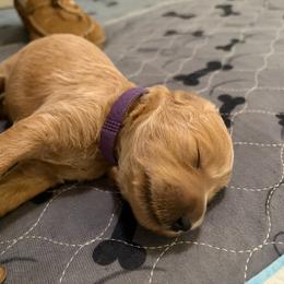 Sassy - Cream female Goldendoodle puppy in Indiana, Pennsylvania from Kathy's Doodles