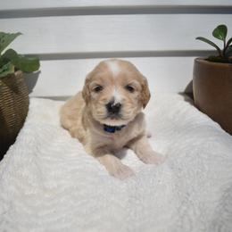 Aussiedoodle and Goldendoodle Puppies from Classic City Doodles