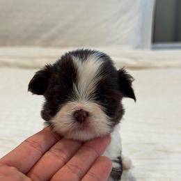 Dottie - Liver and white female Shih Tzu puppy in Riverside, California from It’s a Shih Tzu world