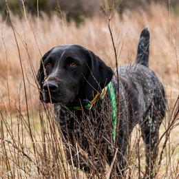 Daisy - German Shorthaired Pointer