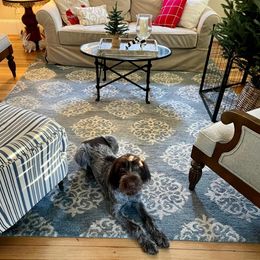 Wirehaired Pointing Griffon All Grown Up from Maine Backwoods Kennel