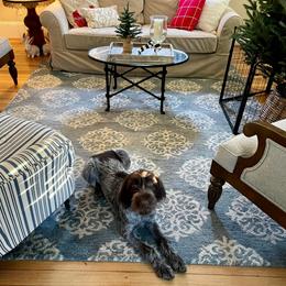 Wirehaired Pointing Griffon All Grown Up from Maine Backwoods Kennel