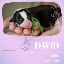 David - Black and tan male Pembroke Welsh Corgi puppy in South Otselic, New York from Ridge Top Corgis