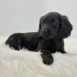 Truffle - Black female Dachshund puppy in Litchfield, Illinois from Charmm Dachshunds