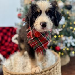 Spooky - male Australian Mountain Doodle puppy in Taylors, South Carolina from Aspen Mountain Doodles LLC