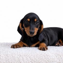 Gunner - Black and tan male Dachshund puppy in Fredricktown, Missouri from Ivy Cream Dachshunds