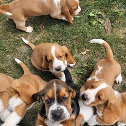 Miz Mam - Basset Hound