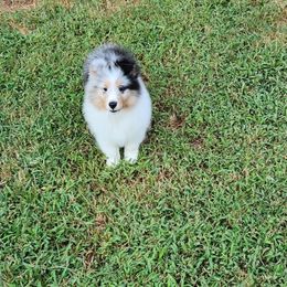Shetland Sheepdog Puppies from Ambrozia Kennels