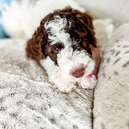 Jack - Parti male Goldendoodle puppy in Ocoee, Tennessee from Liberty Creek Farms
