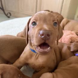 Blue - Golden rust male Vizsla puppy in Miami, Florida from George's Vizslas
