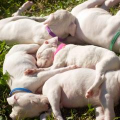 Dogo Argentino and Pembroke Welsh Corgi Puppies from Storm Dogos & Country Corgis