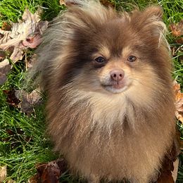 Chip  - Pomeranian