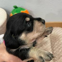 Sarah - Black and cream female Dachshund puppy in Bullard, Texas from Mimidachs of Texas
