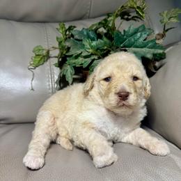 Jinx - Cream female Goldendoodle puppy in Lake City, Florida from Dream Hollow Farm