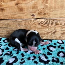 Almond Joy - Blue female Australian Cattle Dog puppy in Lancaster, Minnesota from Weleski Chocolate Heelers