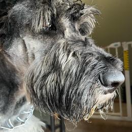 King - Giant Schnauzer