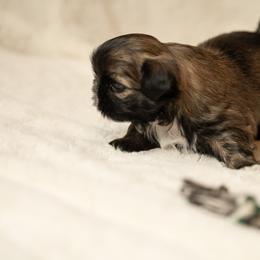 Shih Tzu Puppies from Good Lil Shih Tzu
