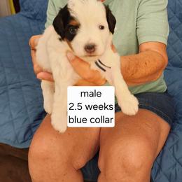 Blue collar Maxwell - Tri-color male Bernedoodle puppy in Fairmount, Indiana from Capens' Doodles,Poodles and Poo's