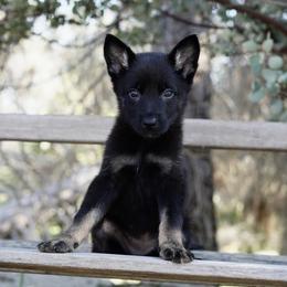 Kova - Bi-color female German Shepherd puppy in Coarsegold, California from Yosemite Shepherds