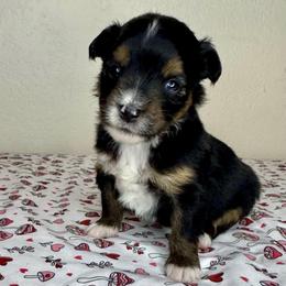 Cinnamon - Black tri female Miniature American Shepherd puppy in Tonasket, Washington from V5 Aussies