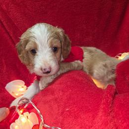 Snoopy - Apricot male Aussiedoodle puppy in Cumberland, Rhode Island from W Doodle Crew