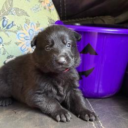 Pink collar - Black female German Shepherd puppy in Denver, Colorado from Morales Kennels