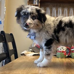Baja Californian - Blue merle Australian Shepherd puppy in Beaver, Utah from Renegade Point Stock Dogs