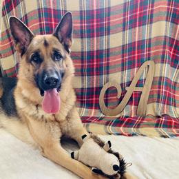 German Shepherd All Grown Up from Angel Oak German Shepherds