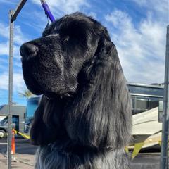 Dempsey - English Cocker Spaniel
