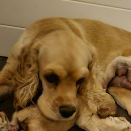 Gypsy - Cocker Spaniel