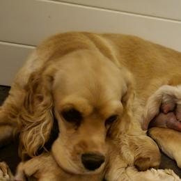 Gypsy - Cocker Spaniel