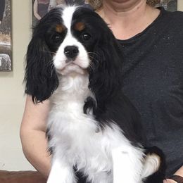 Cavalier King Charles Spaniel Puppies from Kingslee Cavaliers