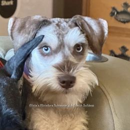 Mimi - Miniature Schnauzer