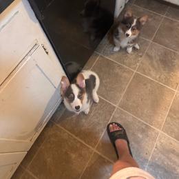 Freedom - Blue female Pembroke Welsh Corgi puppy in Derby, Kansas from Sarah’s Mystic Kennels