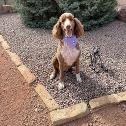 Lacy - Parti female Poodle puppy in Pueblo West, Colorado from Little Paws Poodles