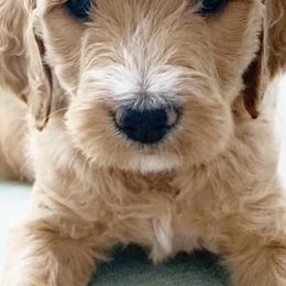 Goldendoodles from First Coast Goldendoodles