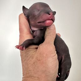 Aaliyah - Black and white female Xoloitzcuintli puppy in West Jordan, Utah from Majestic Nakids