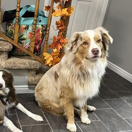 Australian Shepherds from Hillside Acre