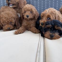 Cavapoo Puppies from Driftwood Acres