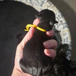Yellow - Black female Scottish Terrier puppy in Seligman, Arizona from Magnum Scottish Terriers