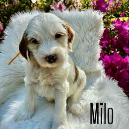Milo - Parti male Goldendoodle puppy in Travelers Rest, South Carolina from Bailey Mountain Doodles
