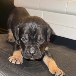 Pink Collar Male - Black male Cane Corso puppy in Jasper, Alabama from C&M Cane Corso