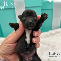 Tinker - Black and tan female Yorkshire Terrier puppy in Scottsdale, Arizona from Lil Luxe Pups