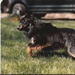 Australian Shepherd All Grown Up from Barn House Aussies