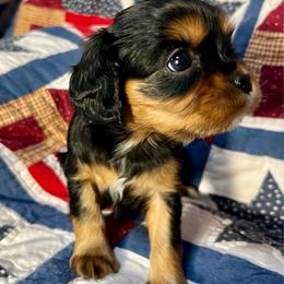 Clairee - Black and tan female Cavapoo puppy in Springfield, Missouri from Ozark Mountain Cavaliers