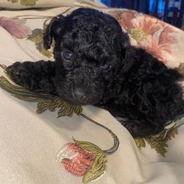 Noelle - Black female Poodle puppy in El Sobrante, California from Mckendra's Legacy