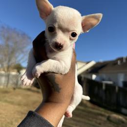 Brain - White male Chihuahua puppy in Charlotte, North Carolina from Lawinski’s Chihuahua World