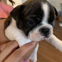 French Bulldog Puppies from Frenchie Paws