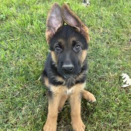 - John Boy - - Black and red male German Shepherd puppy in Galt, California from At Redwood Runs